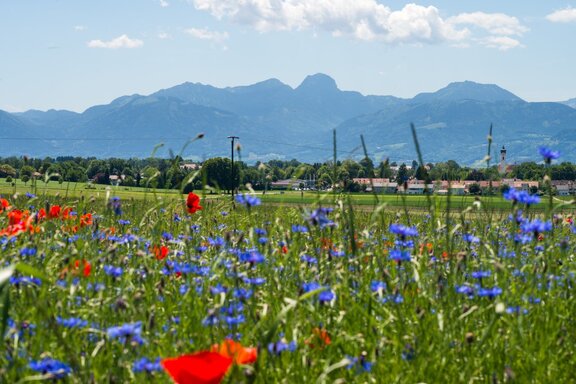 Panorma mit Blumenwiese