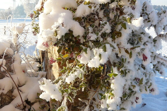P1070037.JPG 